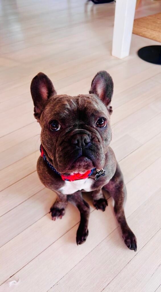 Meatball, the Unison Mental Health practice mascot